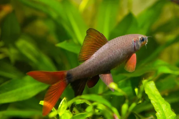 Rainbow Shark with plants inside an aquarium