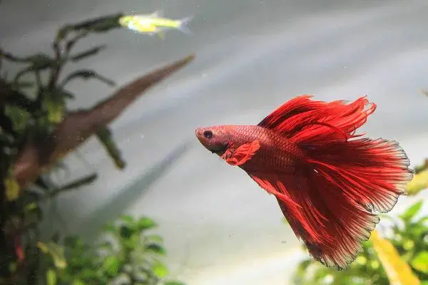 Reasons Why Betta Fish Is On Its Side