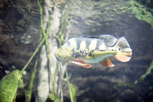 Redfin Perch in aquarium with lights coming from above