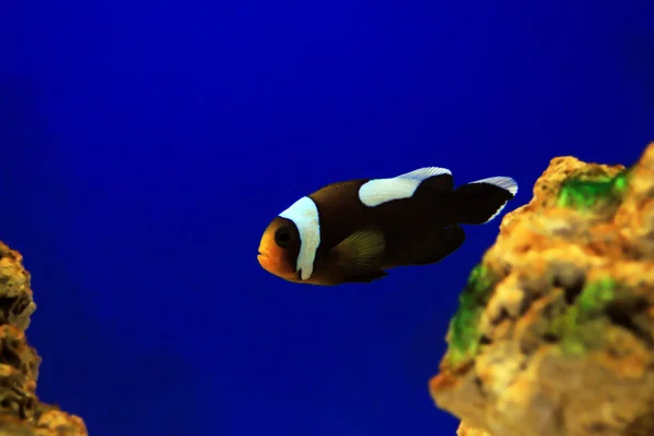 Saddleback Clownfish