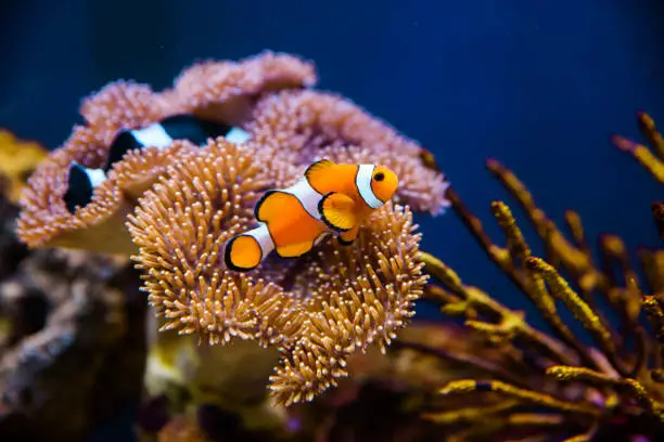Time can Clownfish go without Eating