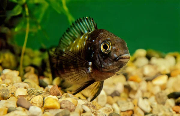 Tropheus duboisi in aquarium with stones and plants in the frame