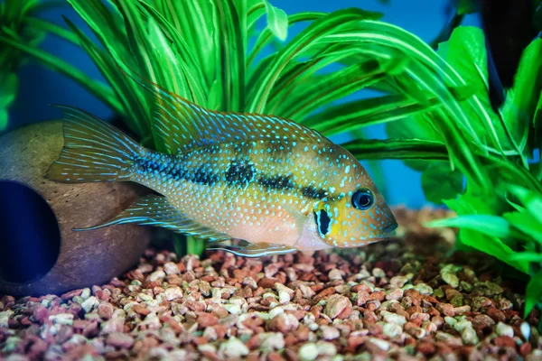 Umbrella Cichlid