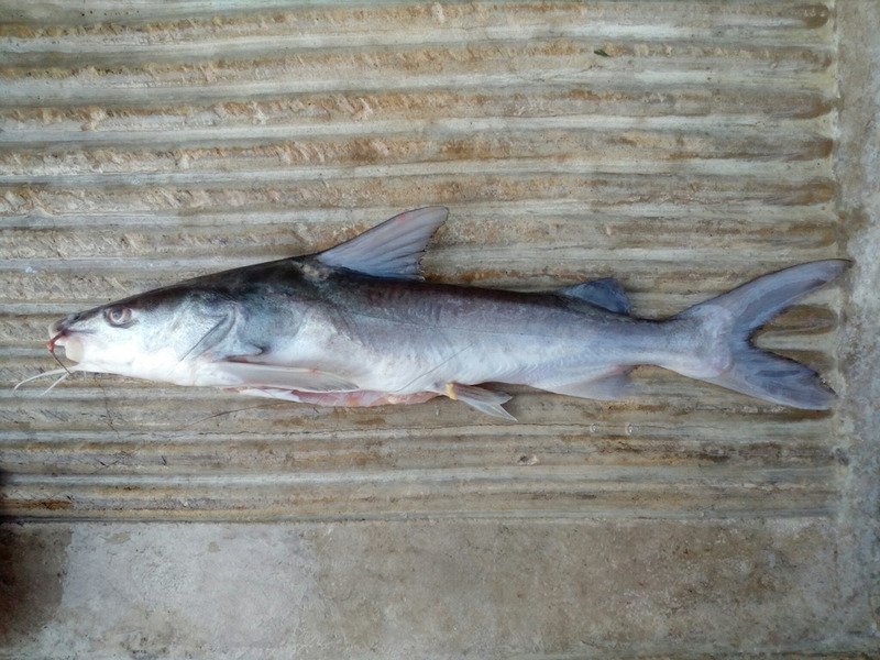 Usumacinta Sea Catfish