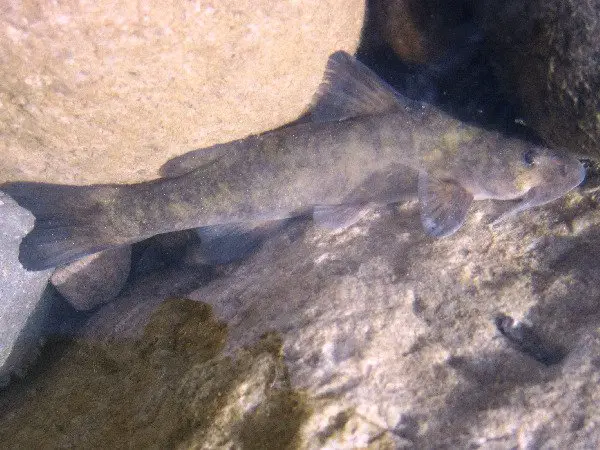 Velvet Catfish (Diplomystes nahuelbutaensis)