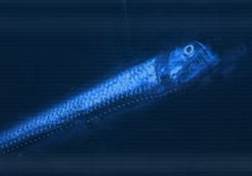 Viperfish (Chauliodus danae)