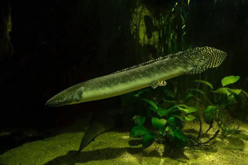 West African Lungfish (Protopterus annectens)