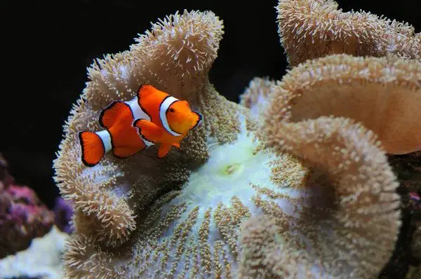 What Do Clownfish Eat