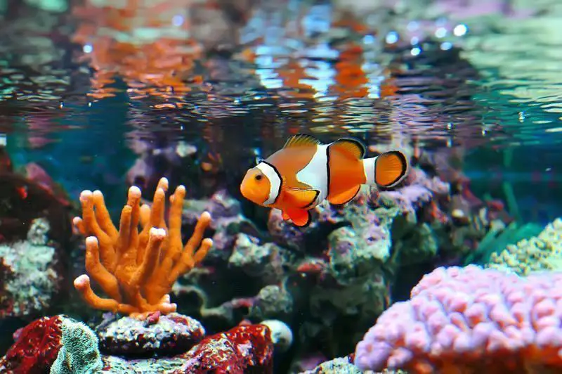 What do Clownfish Feed on