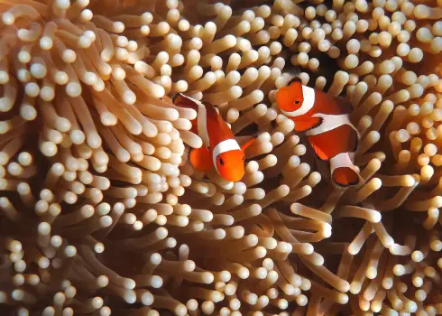 When a Clownfish Mate Dies