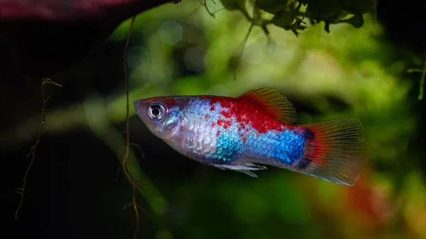 Xiphophorus maculatus with a plant at the back