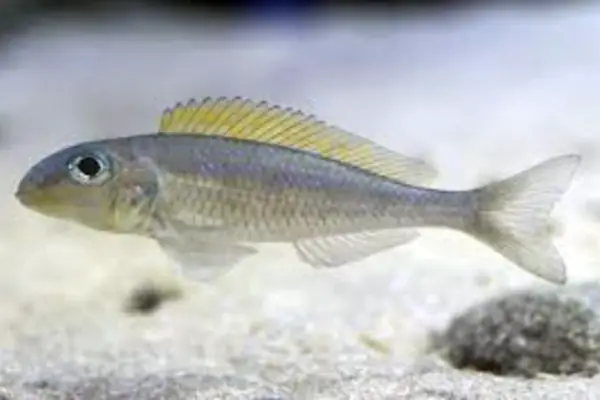  Yellow-Finned Xenotilapia (Xenotilapia flavipinnis)