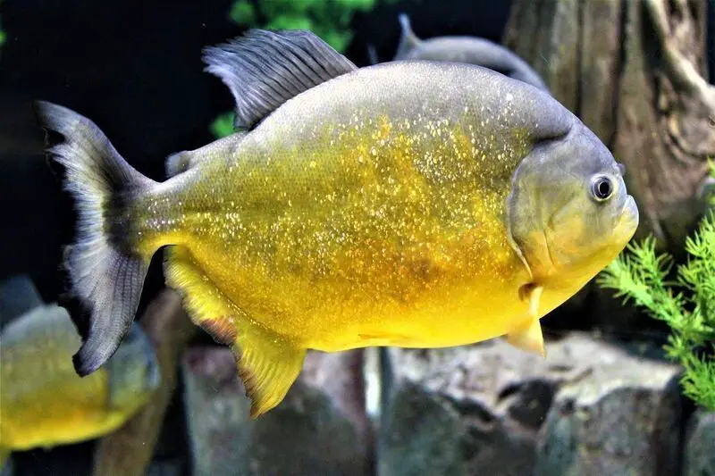 Yellow King Piranha (Serrasalmus ternetzi)