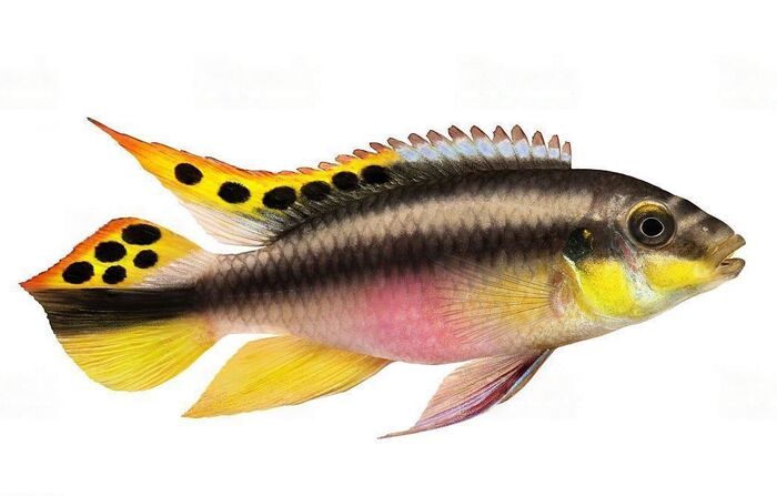 Yellow Kribensis (Pelvicachromis humilis)