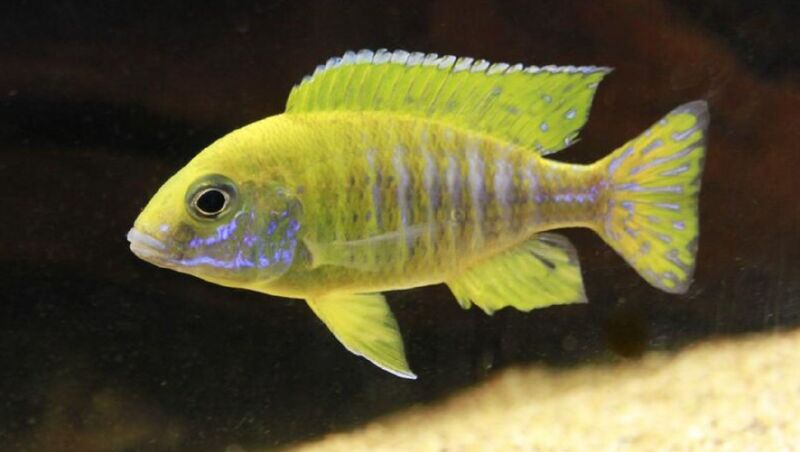 Yellow Regal Peacock Cichlid (Aulonocara baenschi)