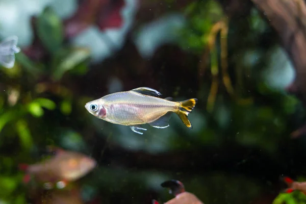 Yellow-Tailed Congo Tetra (Alestopetersius caudalis)