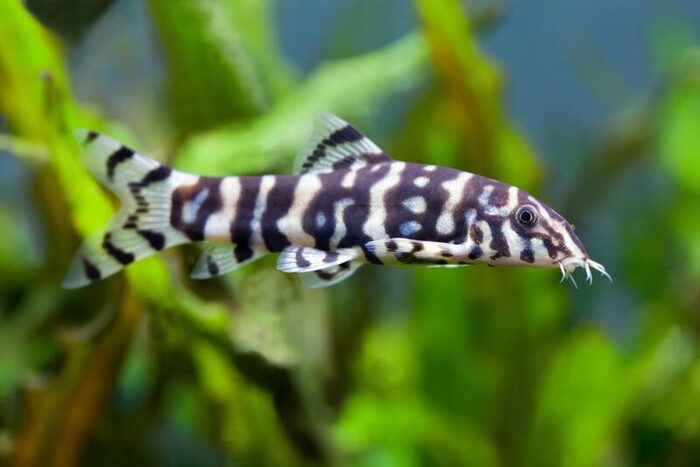 Yo-Yo Loach (Botia lohachata)