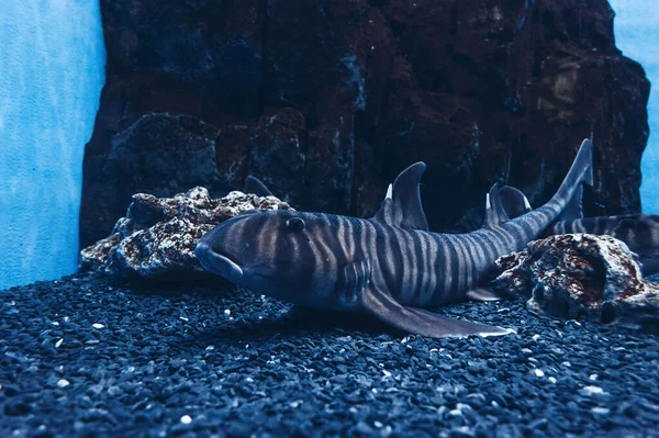 Zebra Bullhead Shark (Heterodontus zebra)