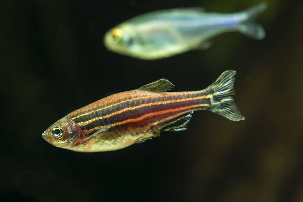 Zebra Danios (Danio rerio)