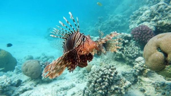 Zebra Lionfish (Dendrochirus zebra)