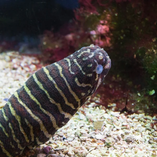 Zebra Moray (Gymnomuraena zebra)