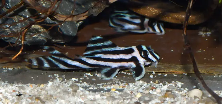 Zebra Pleco (Hypancistrus zebra)