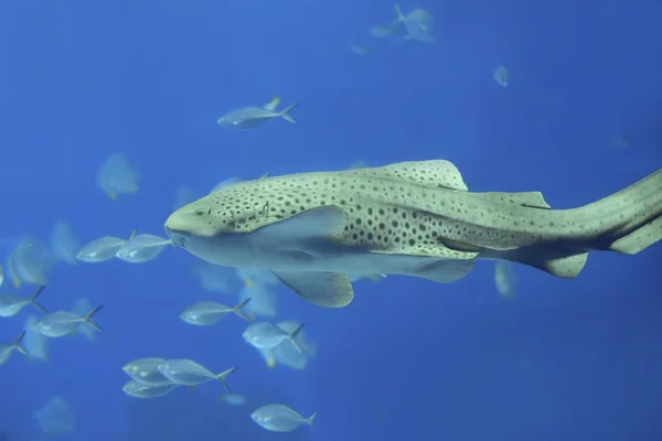 Zebra Shark (Stegostoma fasciatum)