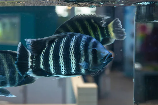 Zebra Tilapia (Heterotilapia buttikoferi)