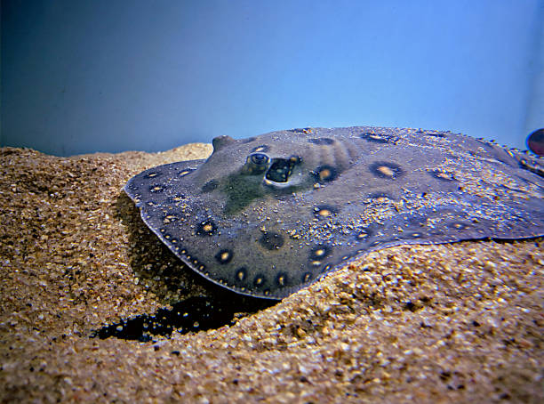a close up shot of Ocellated Freshwater Stingray in an aquarium as one of the fish that starts with o