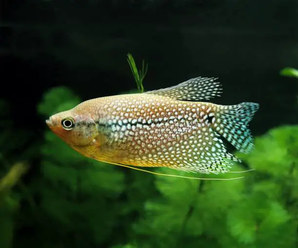 a good shot of Lace Gourami in aquarium with plants at the back as one of the fish that starts with L