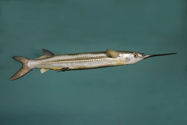 a photo of an Needlefish (Xenentodon cancila) in aquarium