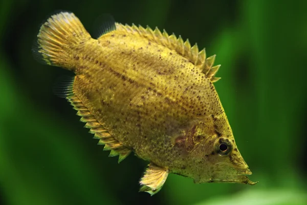 a yellow Leaf Fish with plants in the background