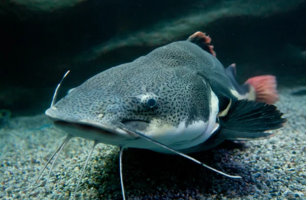 close up photo of Redtail catfish