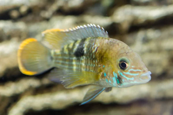 close up photo of yellow Dwarf Cichlid as one of the fish names that start with D