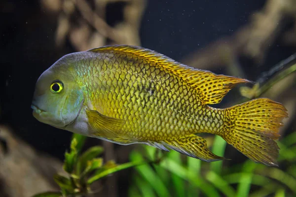 close up shot of a Nicaragua Cichlid in aquarium