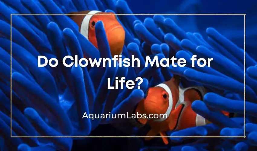 do clownfish mate for life - Featured Image