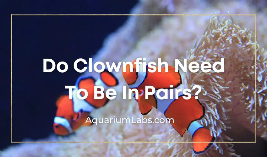 do clownfish need to be in pairs