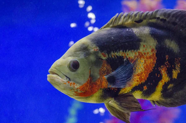 half shot of an Oscar cichlids in aquarium