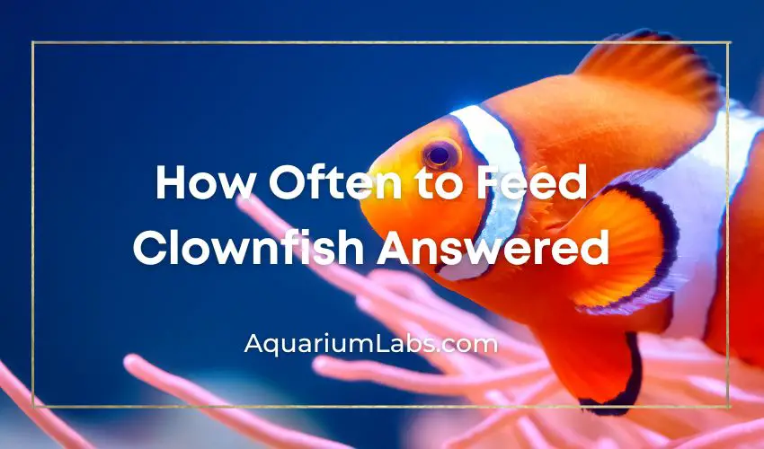 how often to feed clownfish - Featured Image