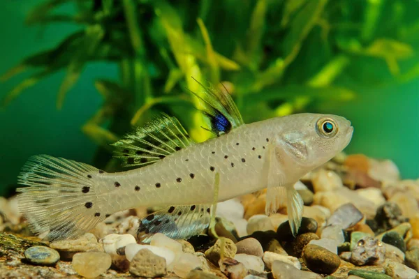 Knight Gobie (Stigmatogobius sadanundio)