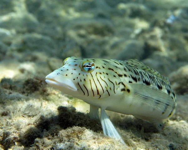 photo of Xanthogramma Sandperch in aquarium