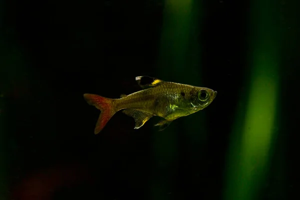 photo of small X-ray fish