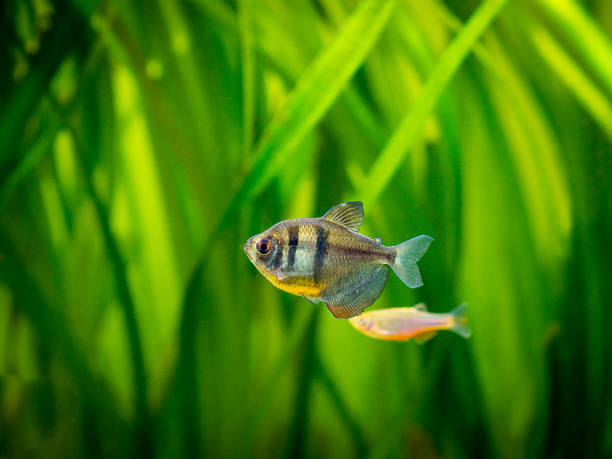 shot of White Skirt Tetra in aquarium with plants in the background as one of fish that start with w