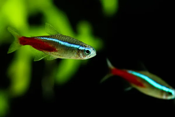 shot taken from an aquarium of two Neon Tetra as one of the fish names that start with N