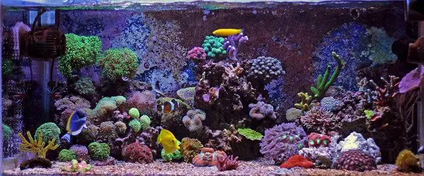 saltwater tank