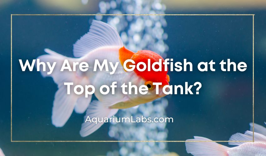 Why are my goldfish at the top of the tank Featured Image