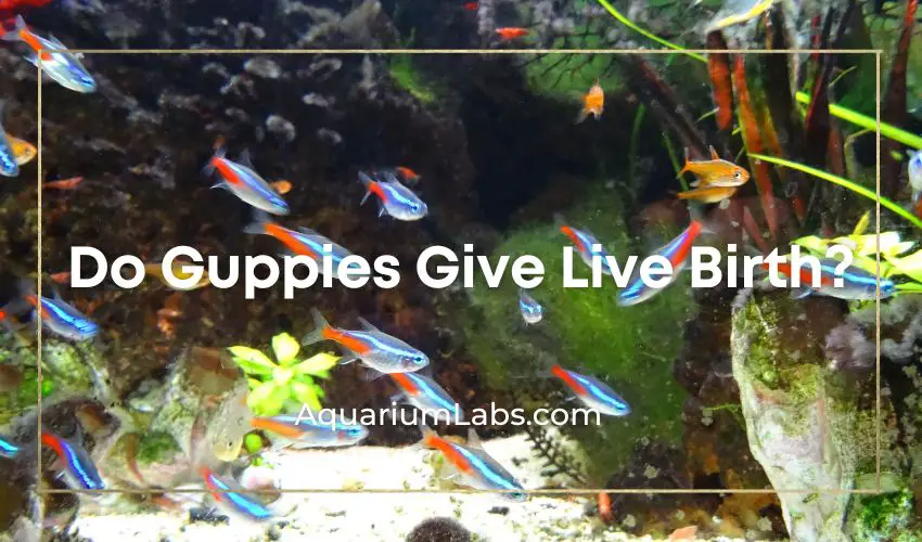 do guppies give live birth - Featured Image
