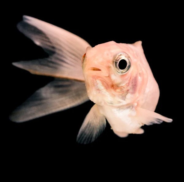 feed baby goldfish