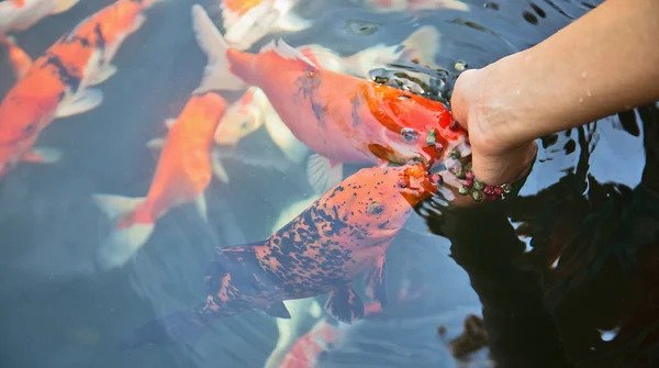 Feeding goldfish in a 2024 pond