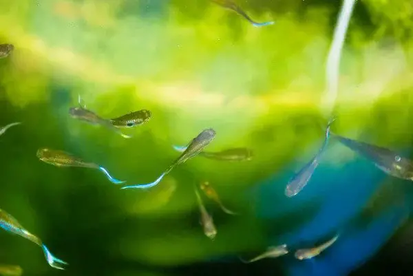 female guppies reproduce